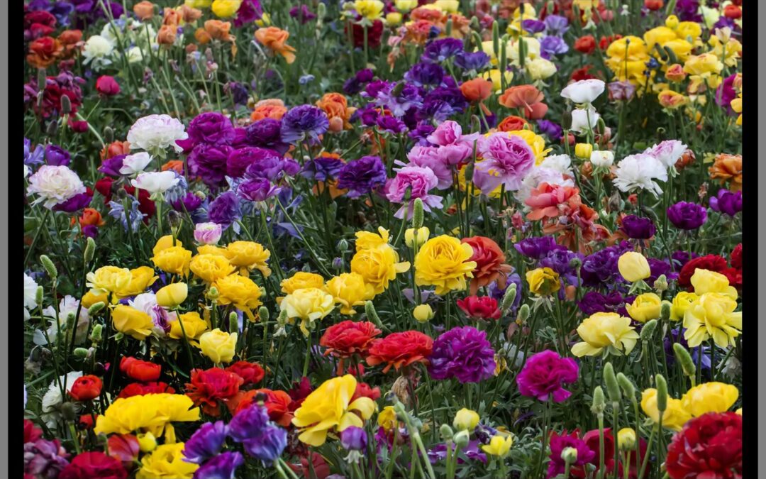 Differences in the Workplace “Garden”